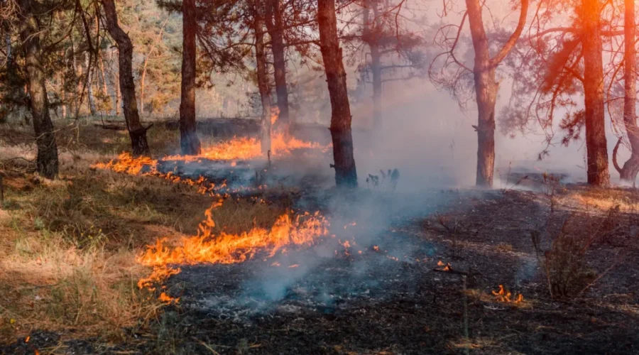 Forest fire. Burned trees after forest fires and lots of smoke Four more forest fires in the northwest region