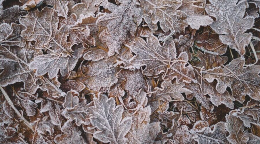 Freezing temperatures coming to northwest