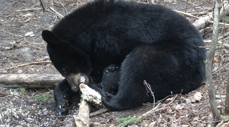 Spring bear season: More than a hunt