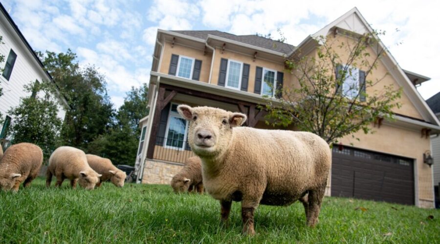 SHEEP Lamb mowers