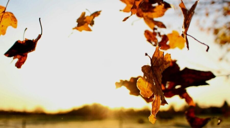 Like the wind blowing leaves: Anishinaabemowin and the art of the narrative