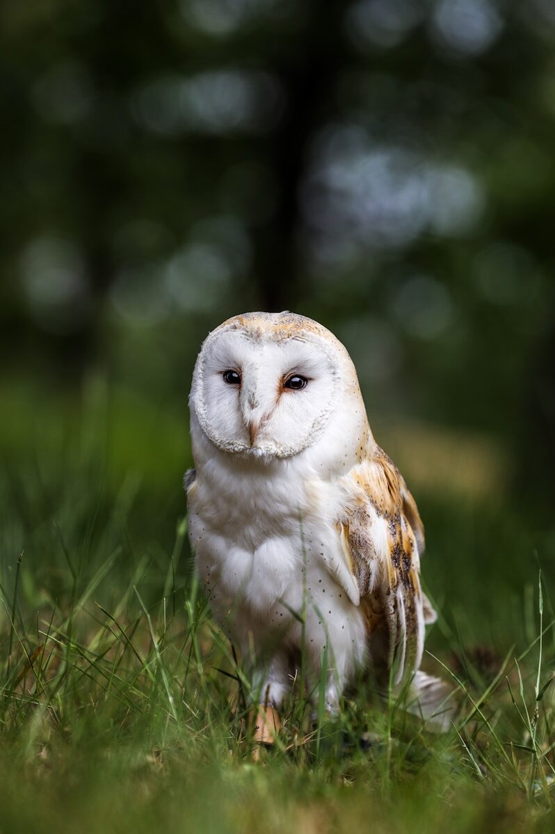 Ontario ministry experts raised concerns about at-risk species law changes, emails show