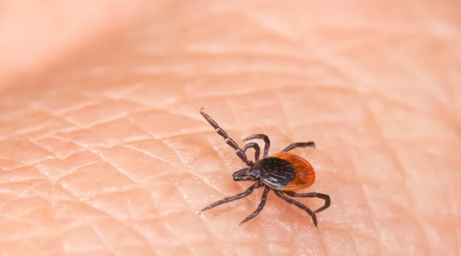 Northwestern Health Unit offers advice on ticks