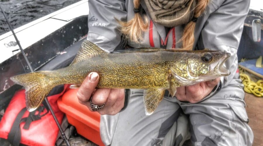 AMANDA LYNN AND WALLEYE More than a fish fry: Why Walleye remains Ontario’s favourite catch